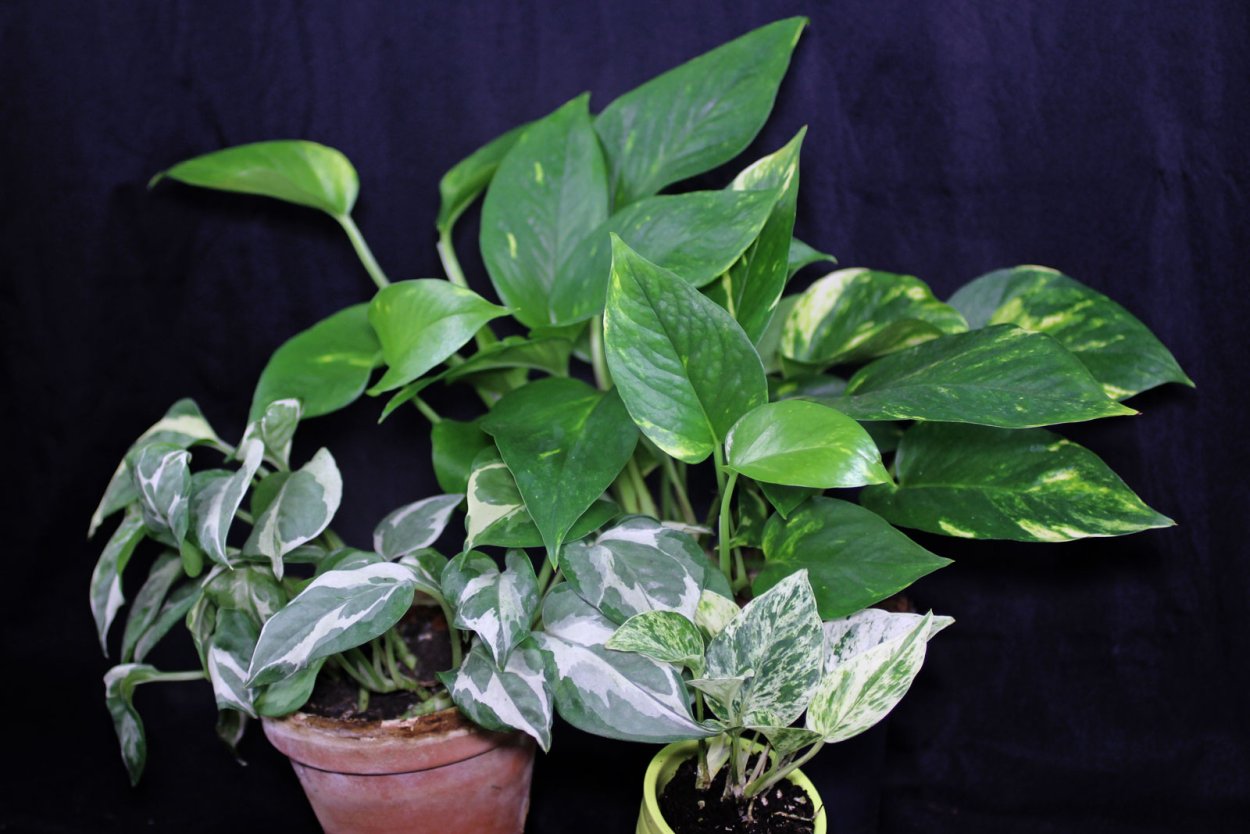 Сциндапсус Марбл Квин