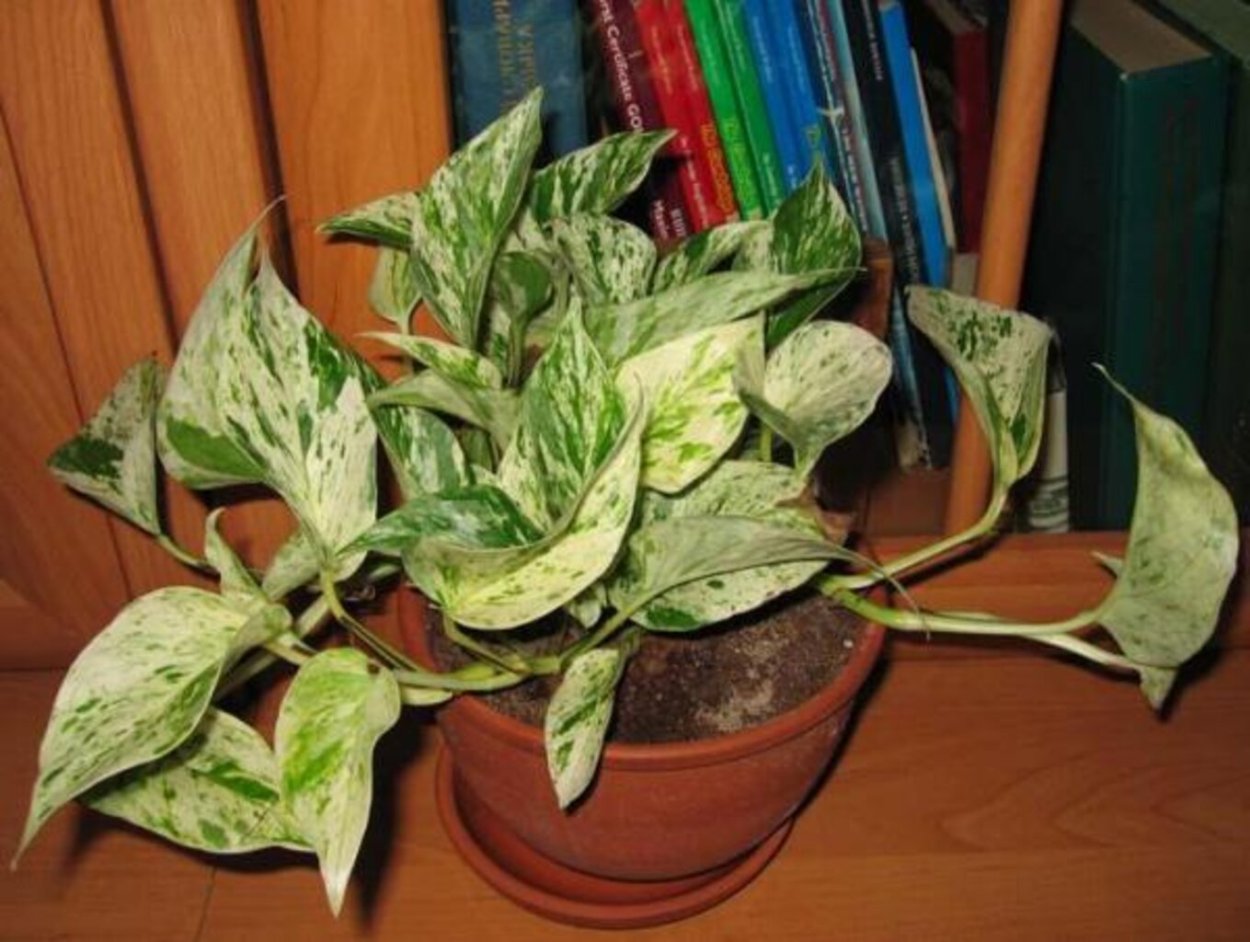 Фикус Эпипремнум Марбл куин