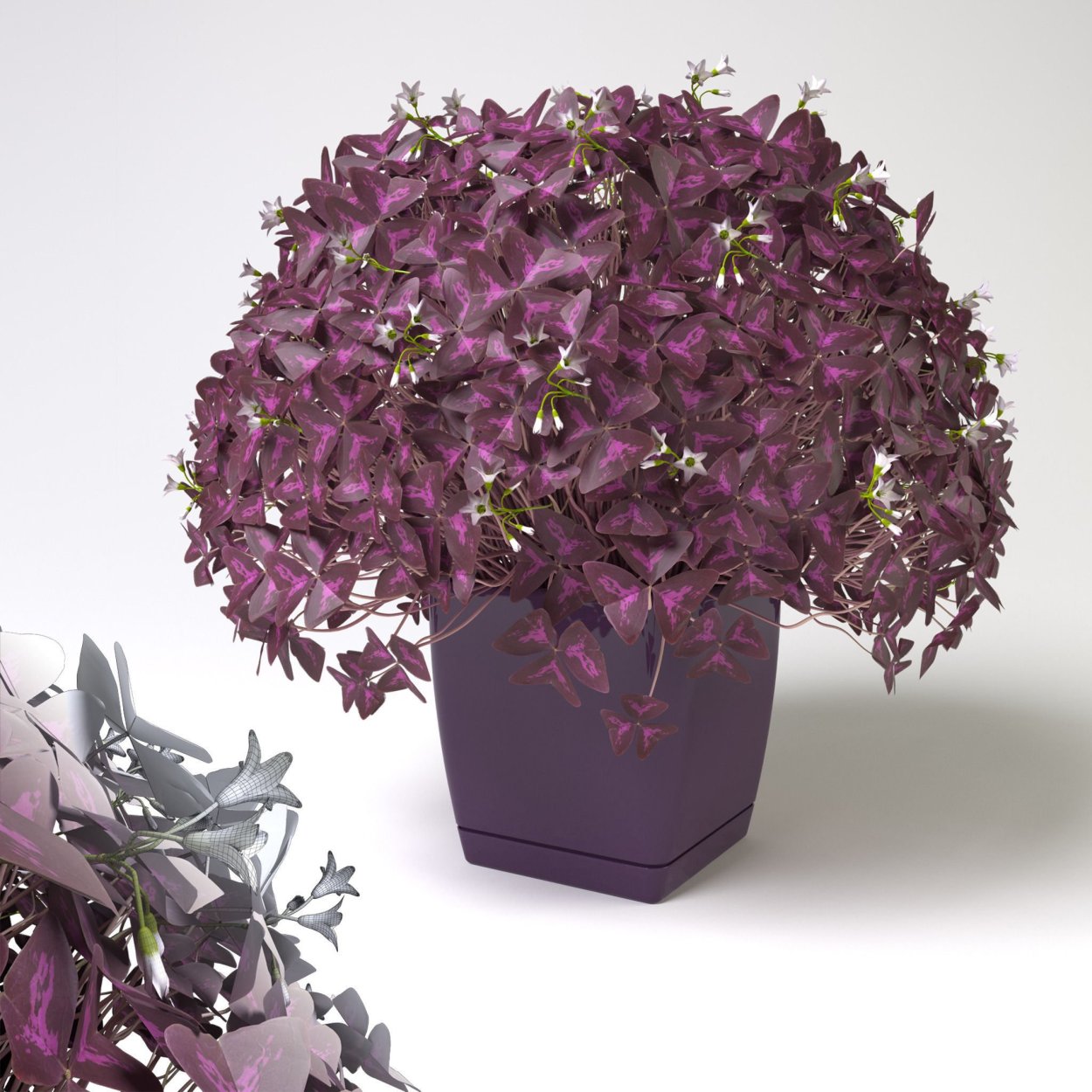 Кислица треугольная (Oxalis triangularis)