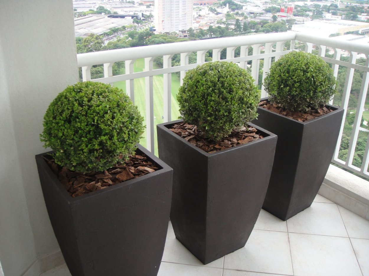 Контейнерное Озеленение самшит