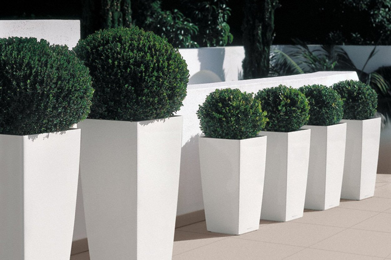 Туя в кашпо Лечуза