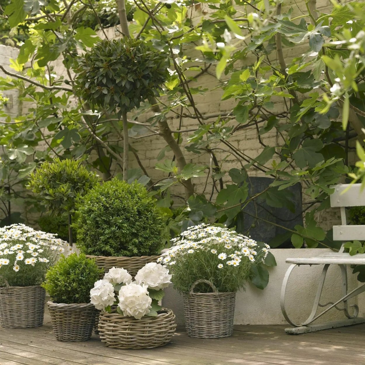 Контейнерное Озеленение патио