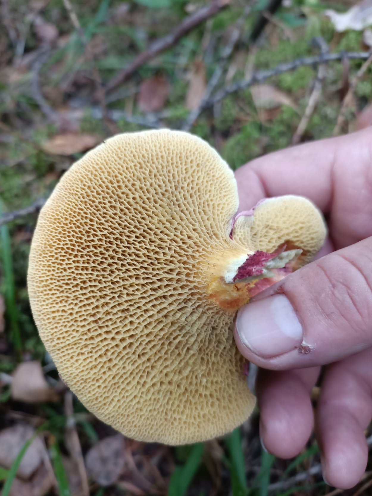 Болетинус гриб