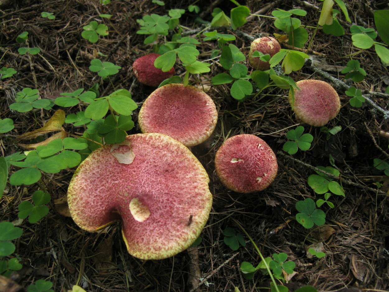 Болетин болотный