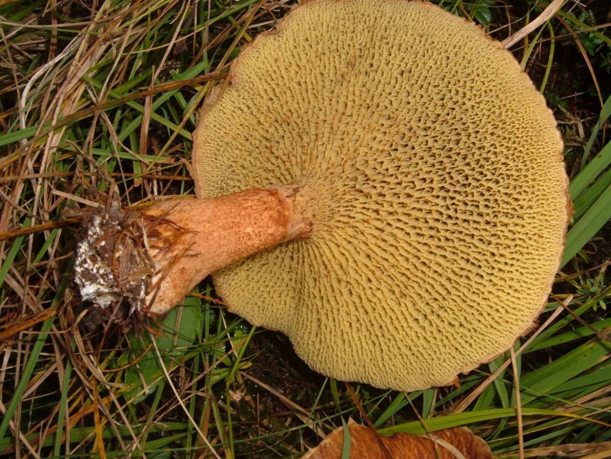 Моховик полоножковый