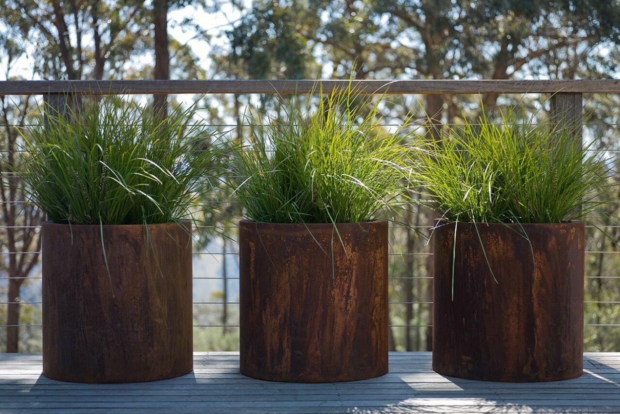 Молиния в контейнерном озеленении