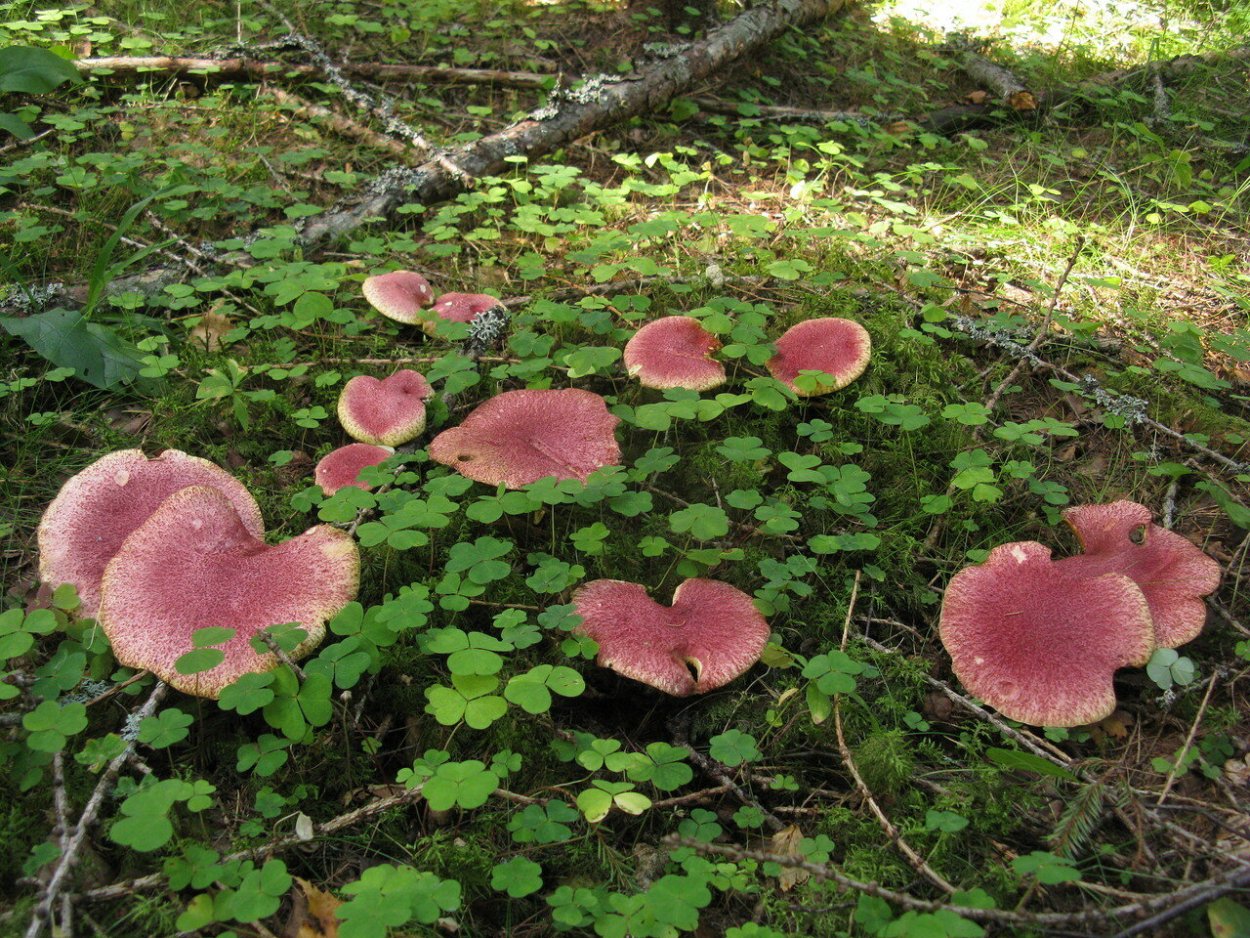 Гриб Болетин болотный съедобный