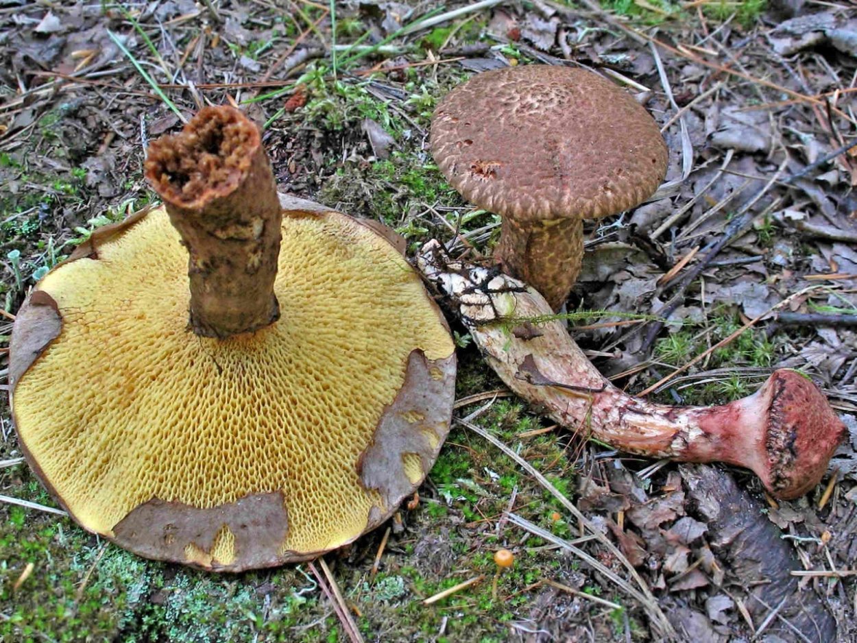 Масленок Спрэга