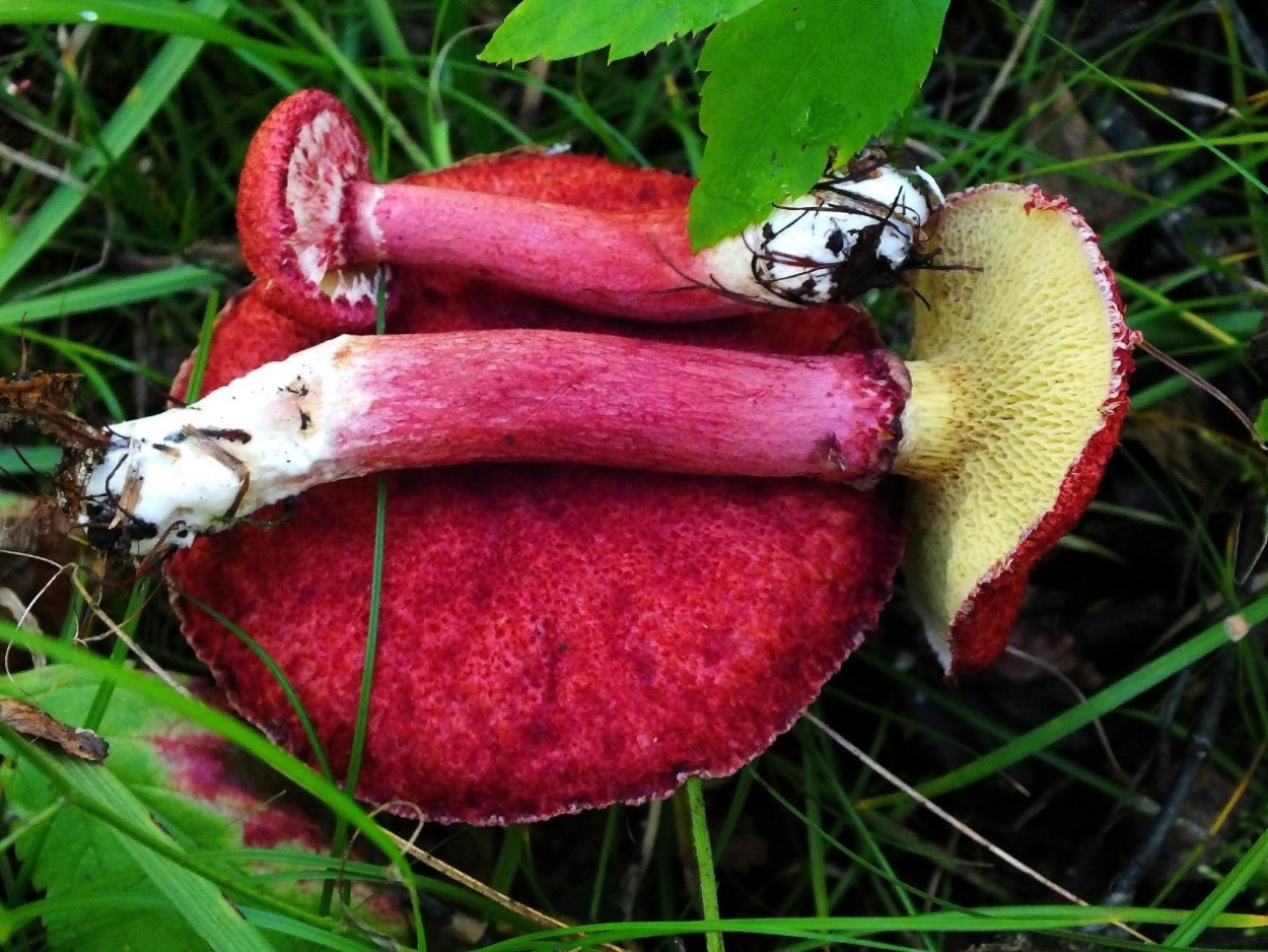 Гриб болиотин азиатский