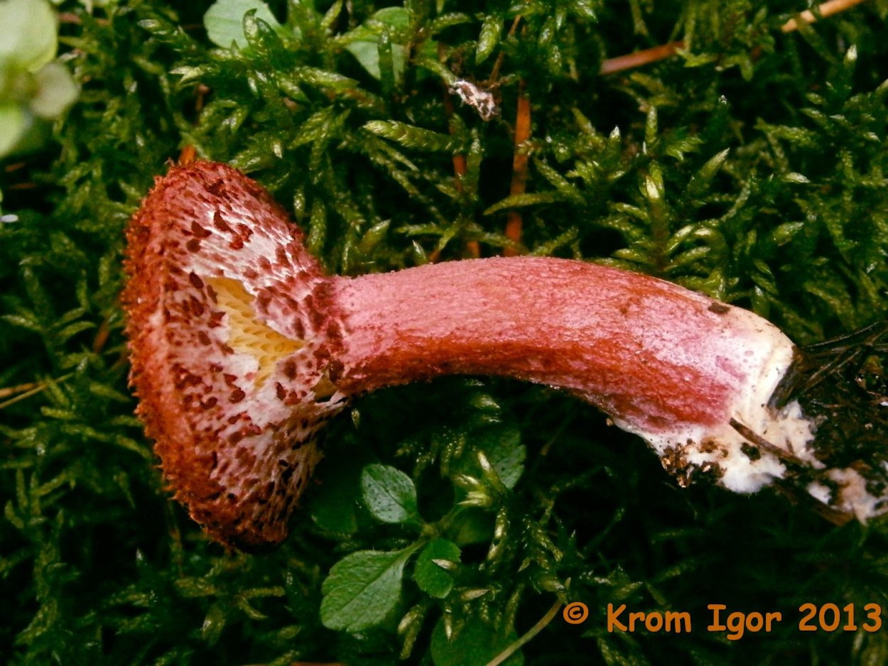 Гриб розовый трубчатый