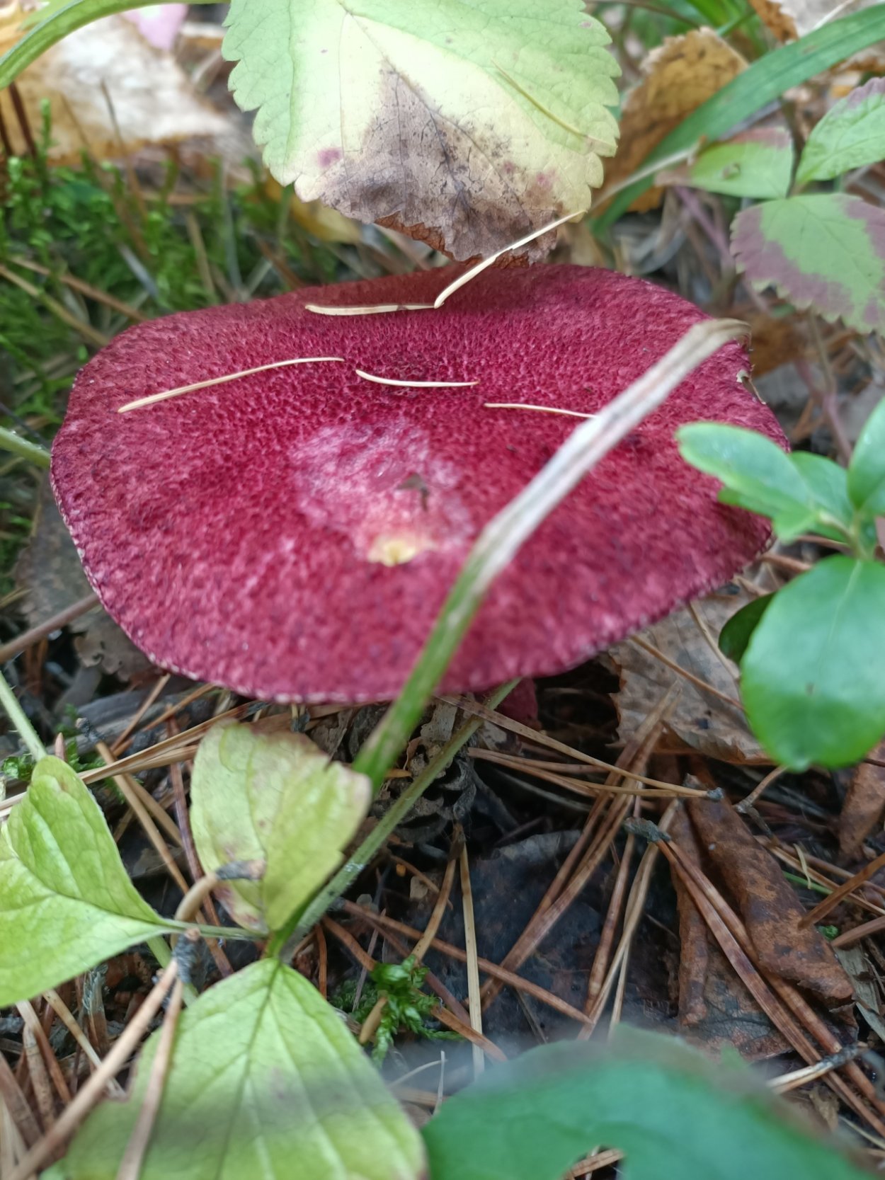 Болетин (род грибов)