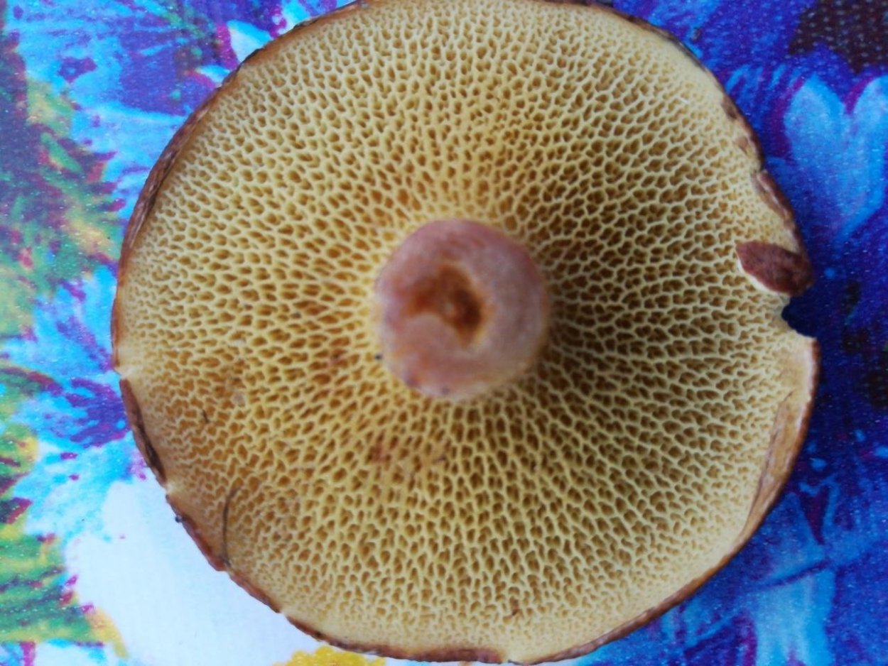 Болетин полоножковый фото