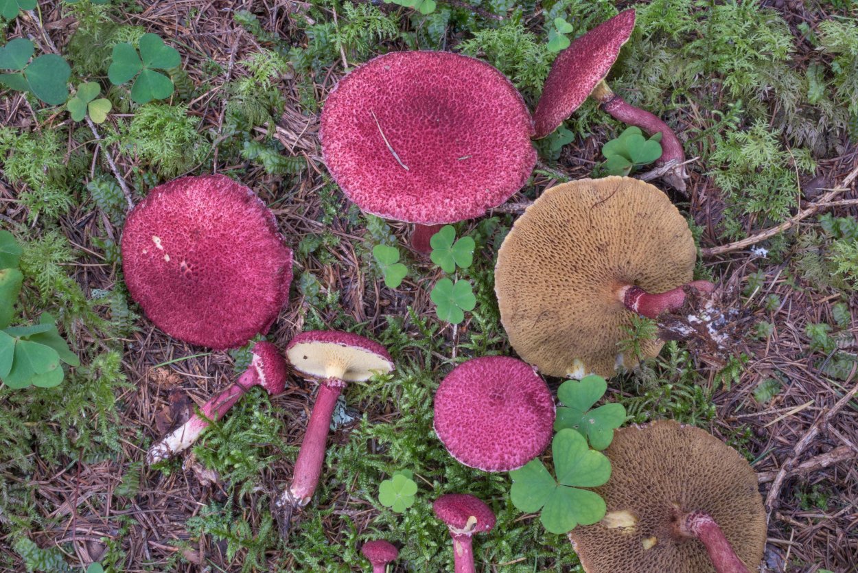 Болетин азиатский гриб