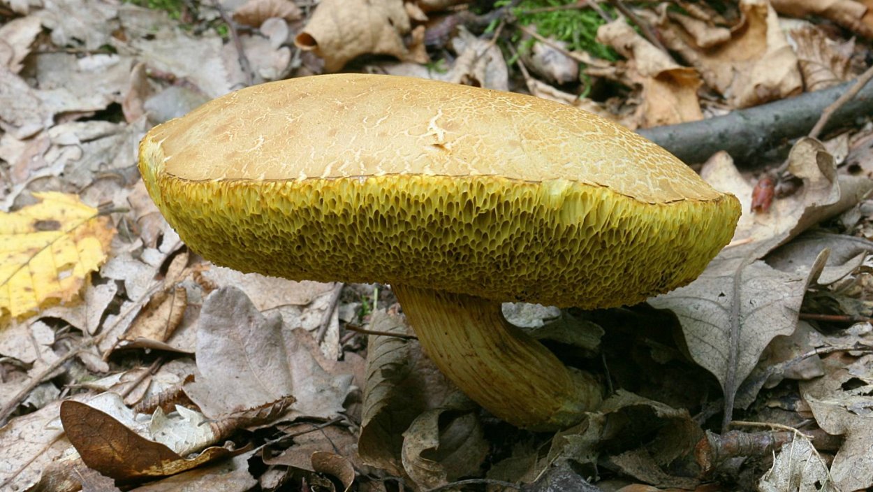 Желтый трубчатый гриб