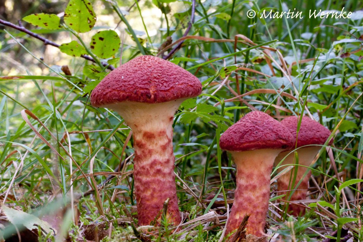 Suillus pictus