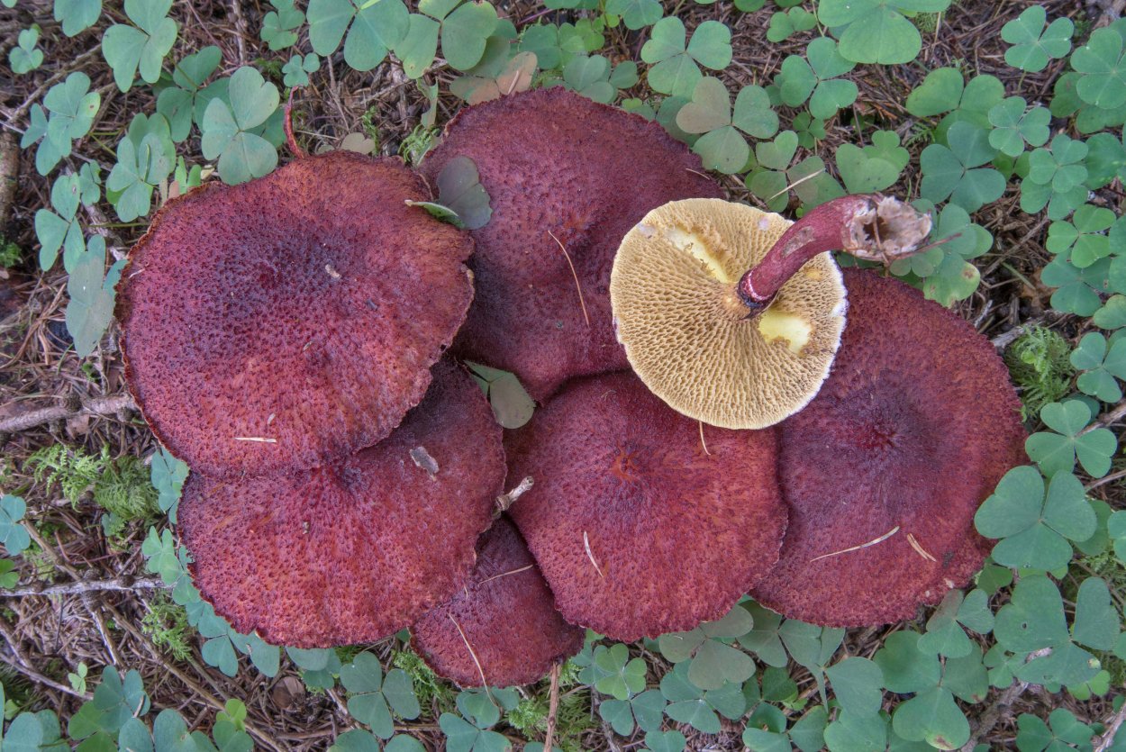 Болетин азиатский (Boletinus asiaticus)
