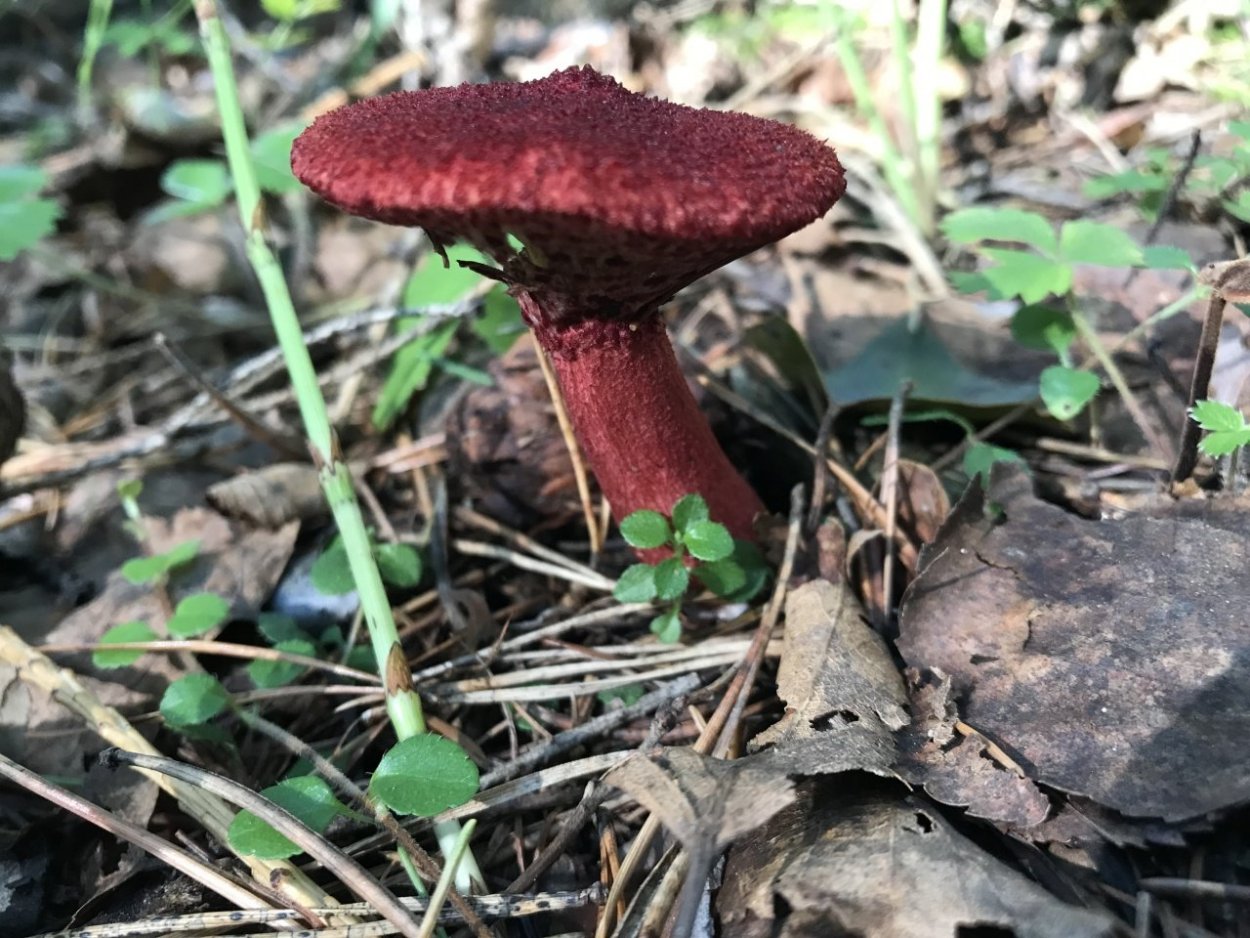 Решетник азиатский гриб