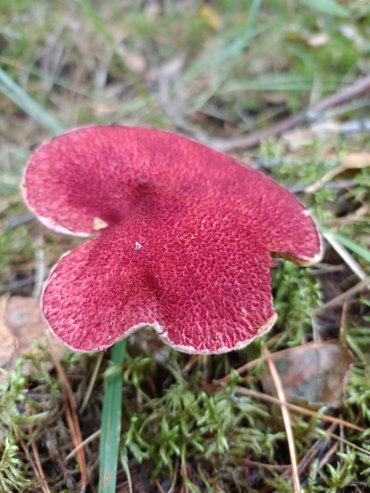 Болетин болетинус