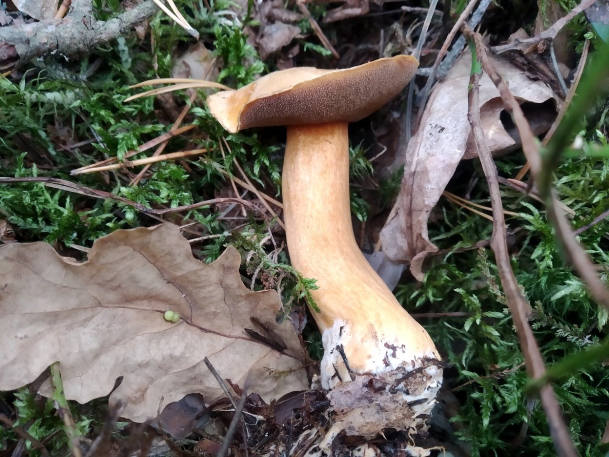 Масленок моховик желто бурый