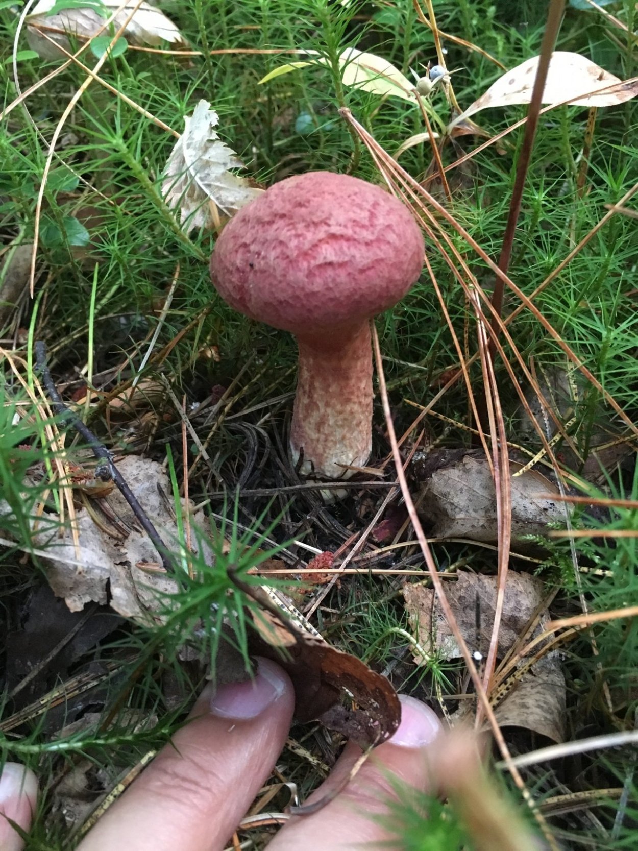 Болетин болотный