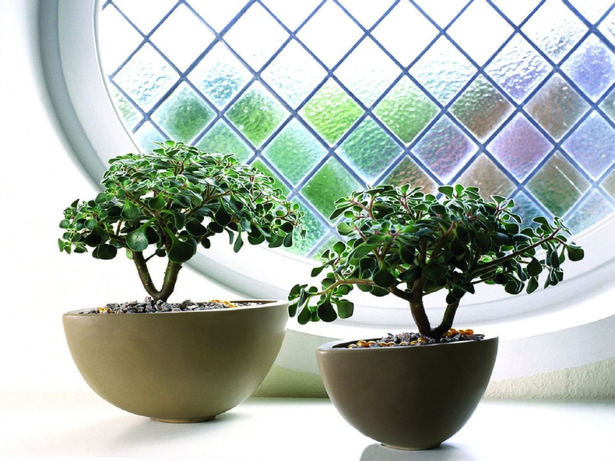 Аихризон дерево