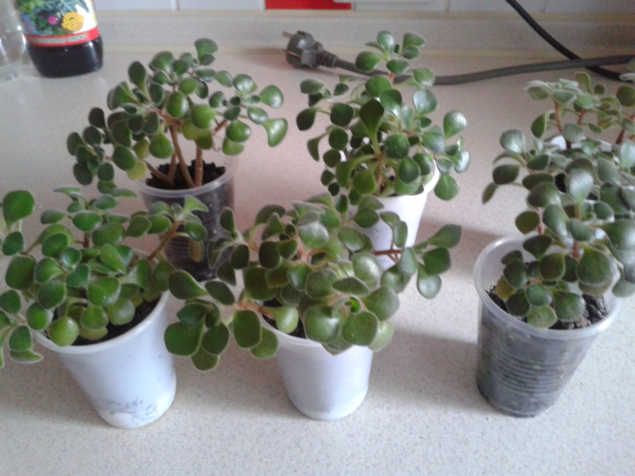 Цветок счастья аихризон