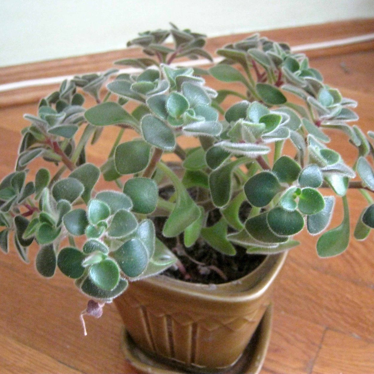 Цветок аихризон дерево счастья