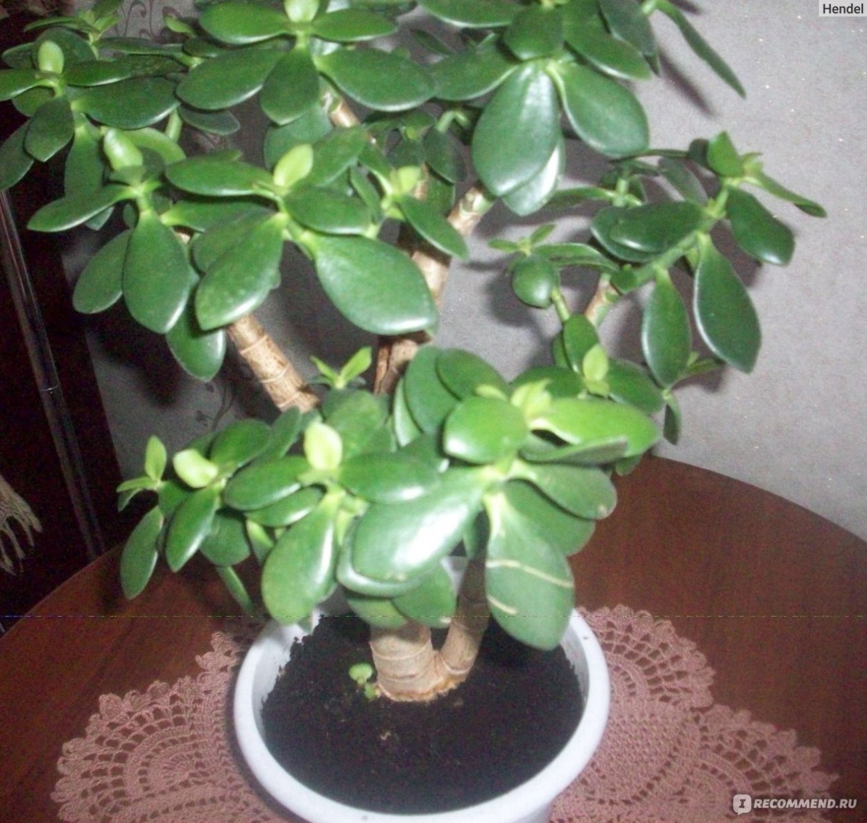 Крассула маленькая Росток