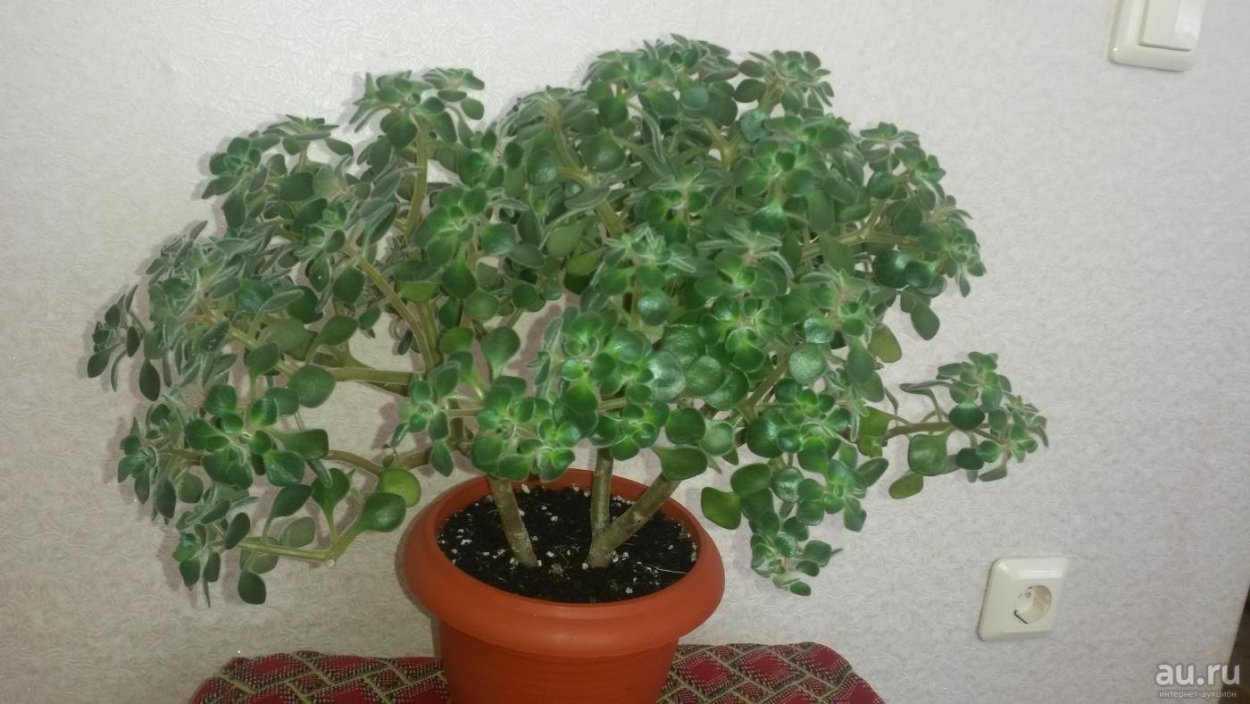 Толстянка аихризон махровая размножение