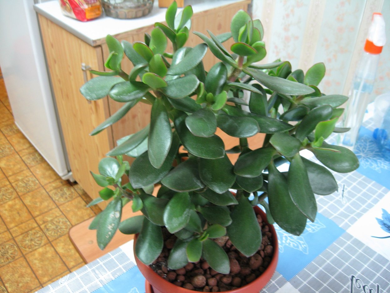 Толстянка - зелёный лекарь.