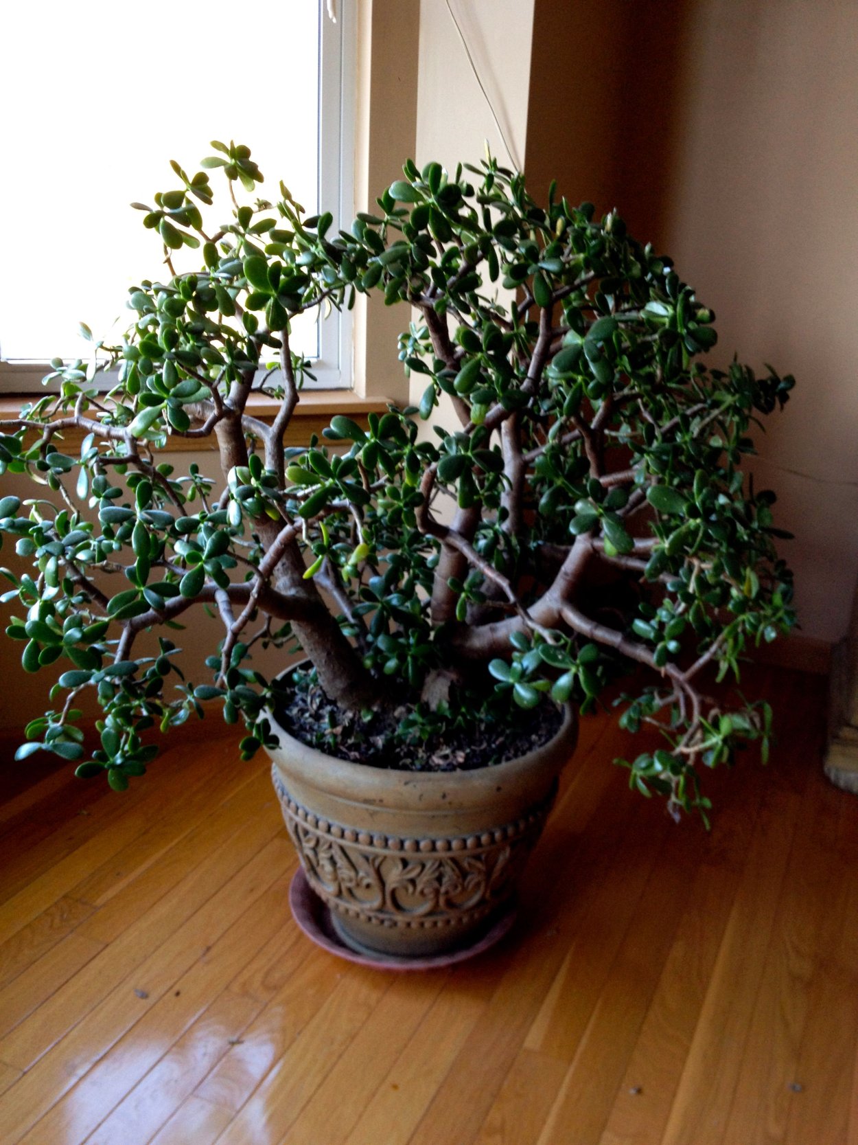 Толстянка-нефритовое дерево