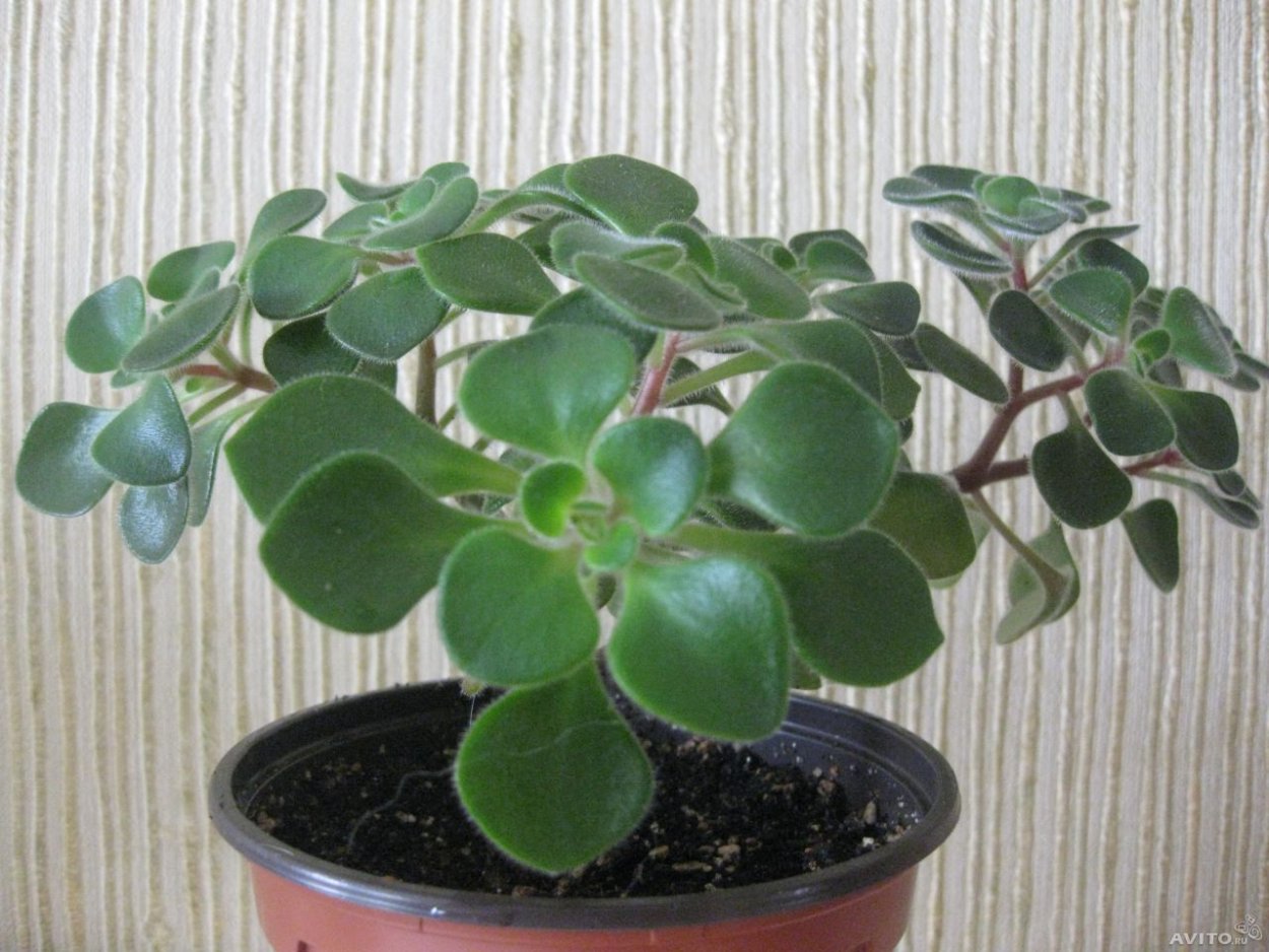 Толстянка аихризон