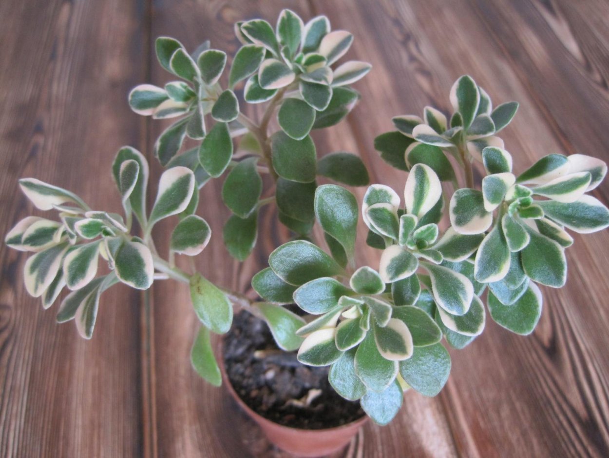 Цветок аихризон дерево