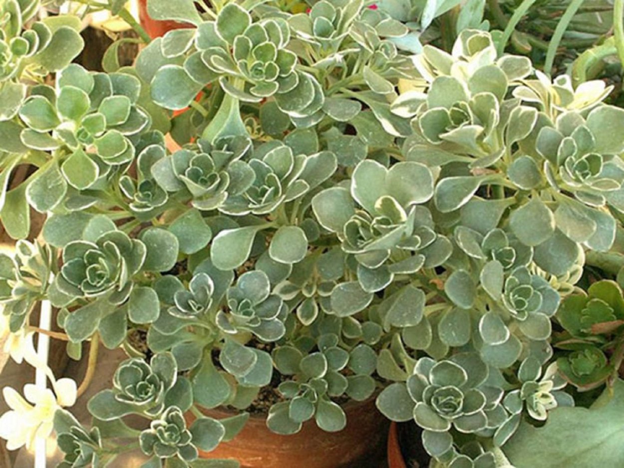 Аихризон извилистый