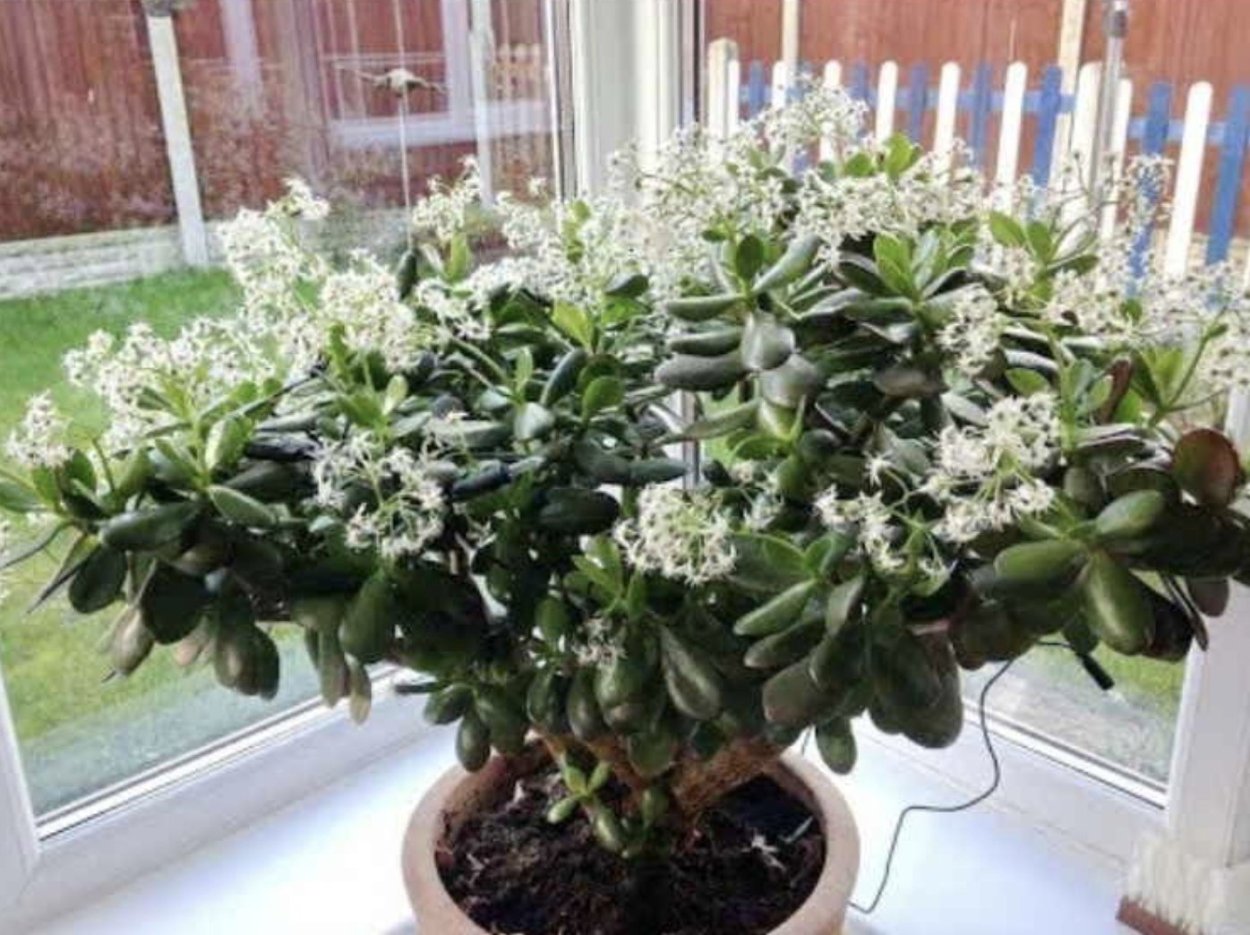 Цветущая толстянка