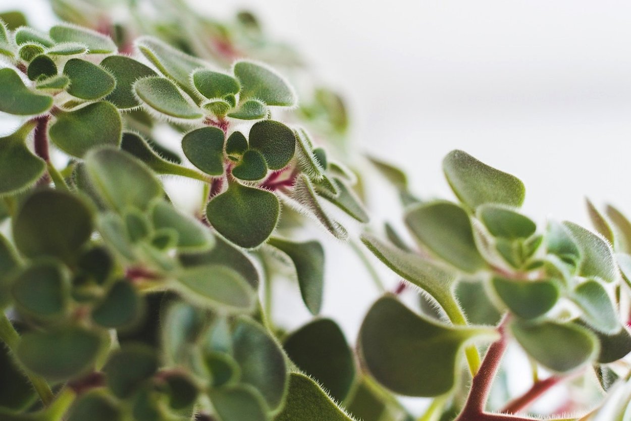 Аихризон дерево любви