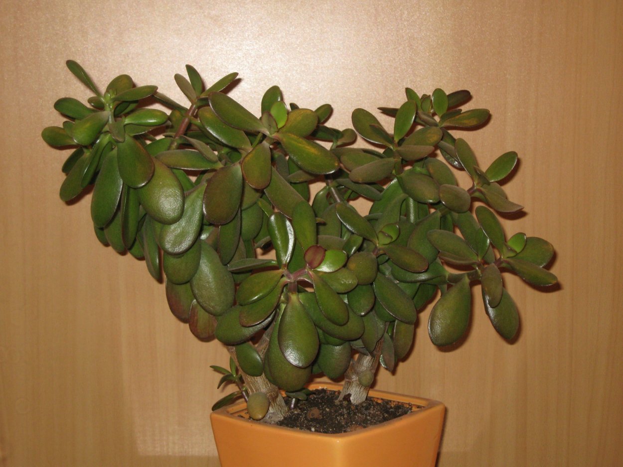 Толстянка листья вниз