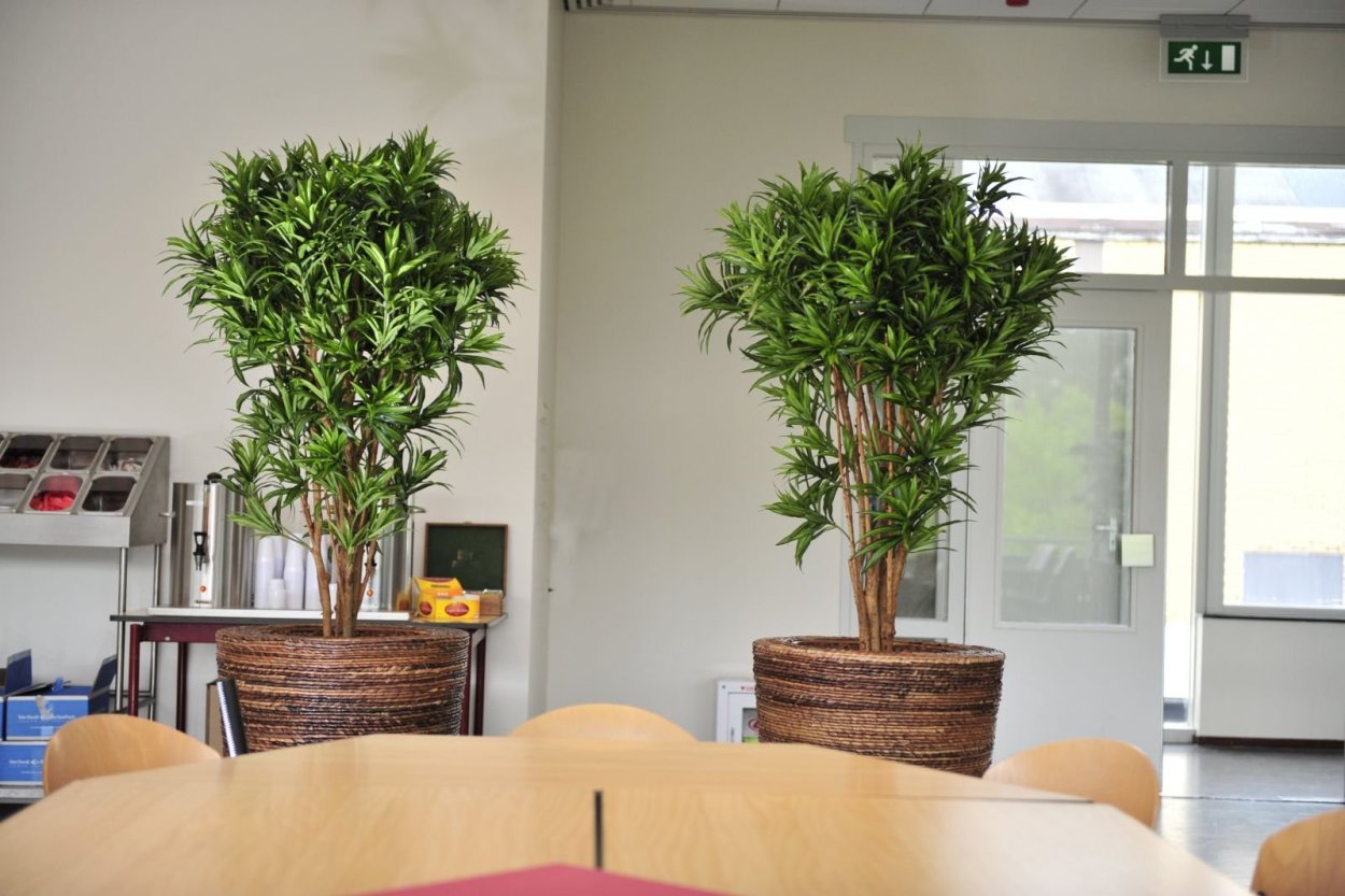 Драцена Ямайка