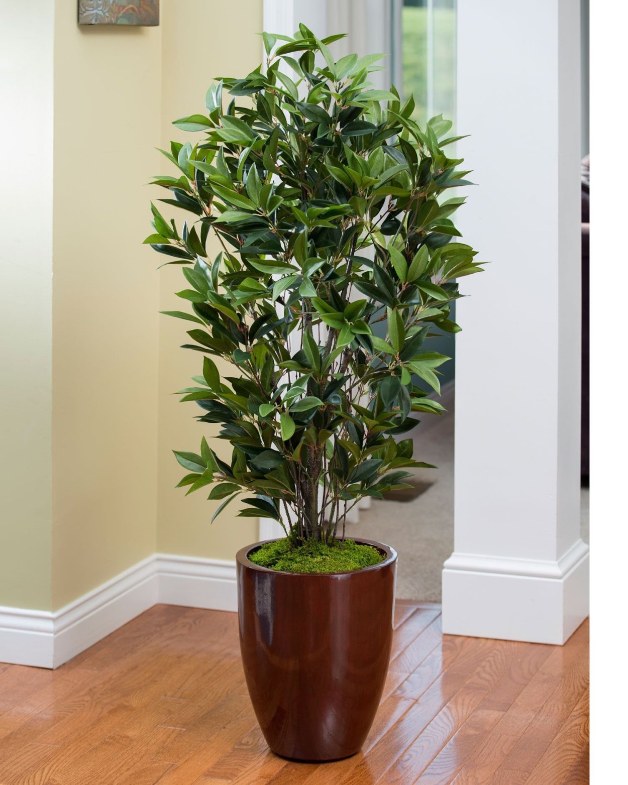 Цветы для офиса неприхотливые