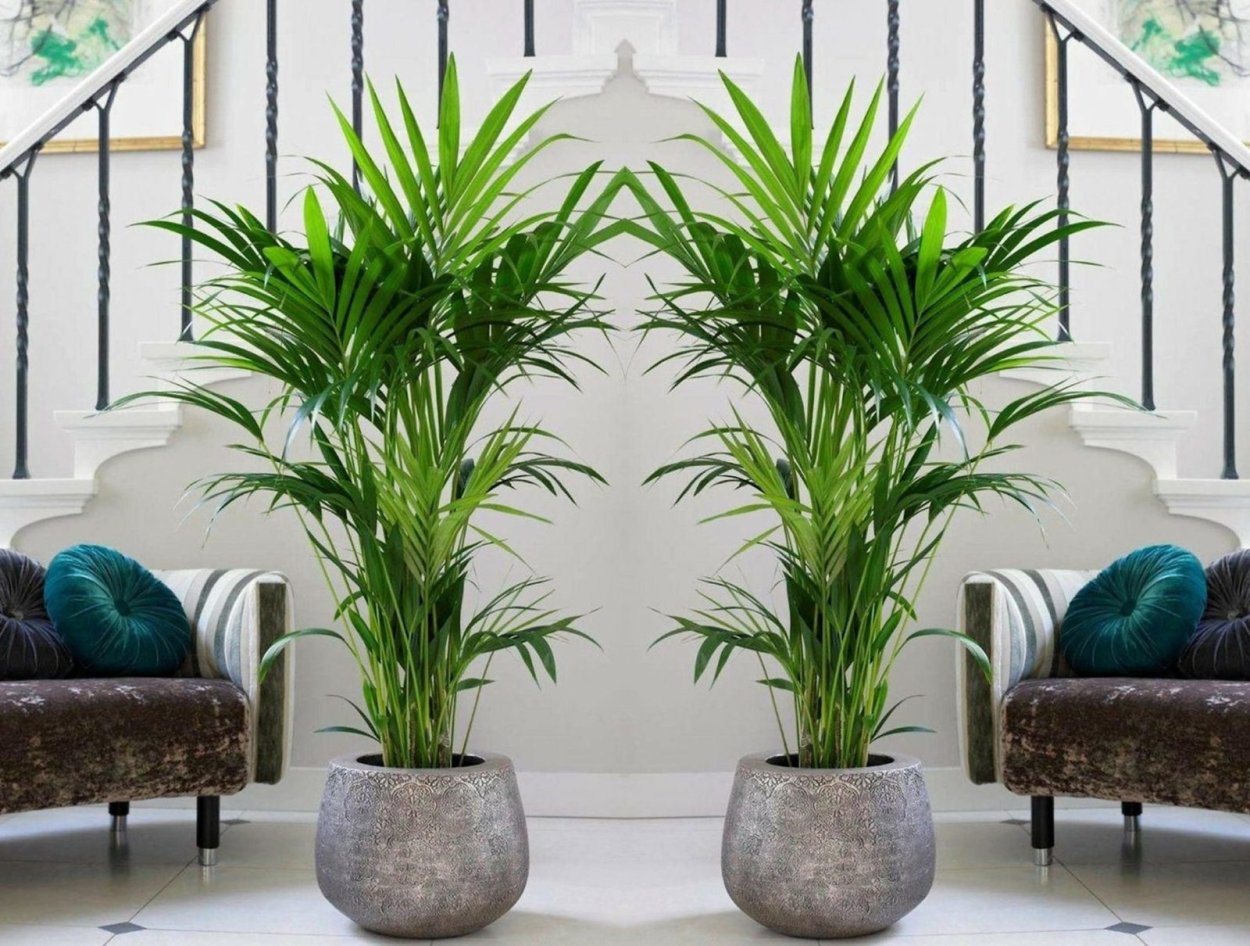 Панданус винтовая Пальма Ховея