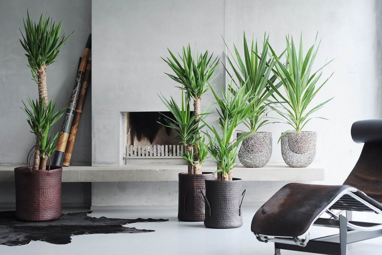 Юкка комнатная