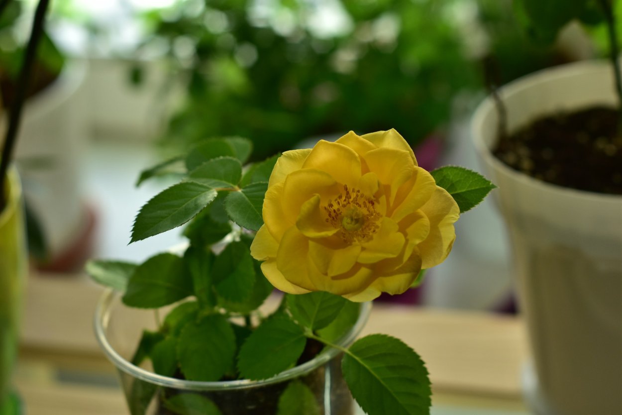 Комнатная роза