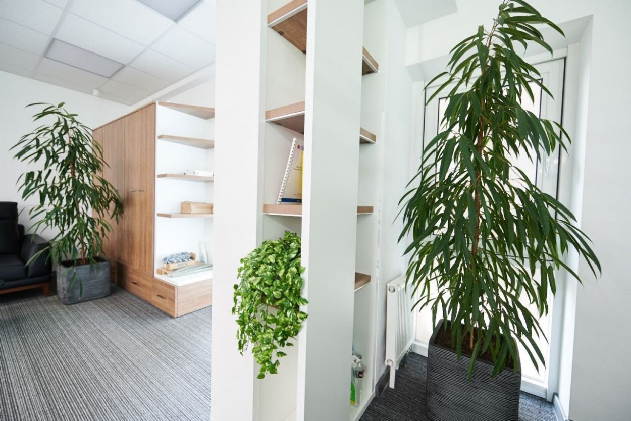 Бюро фитодизайна фикус