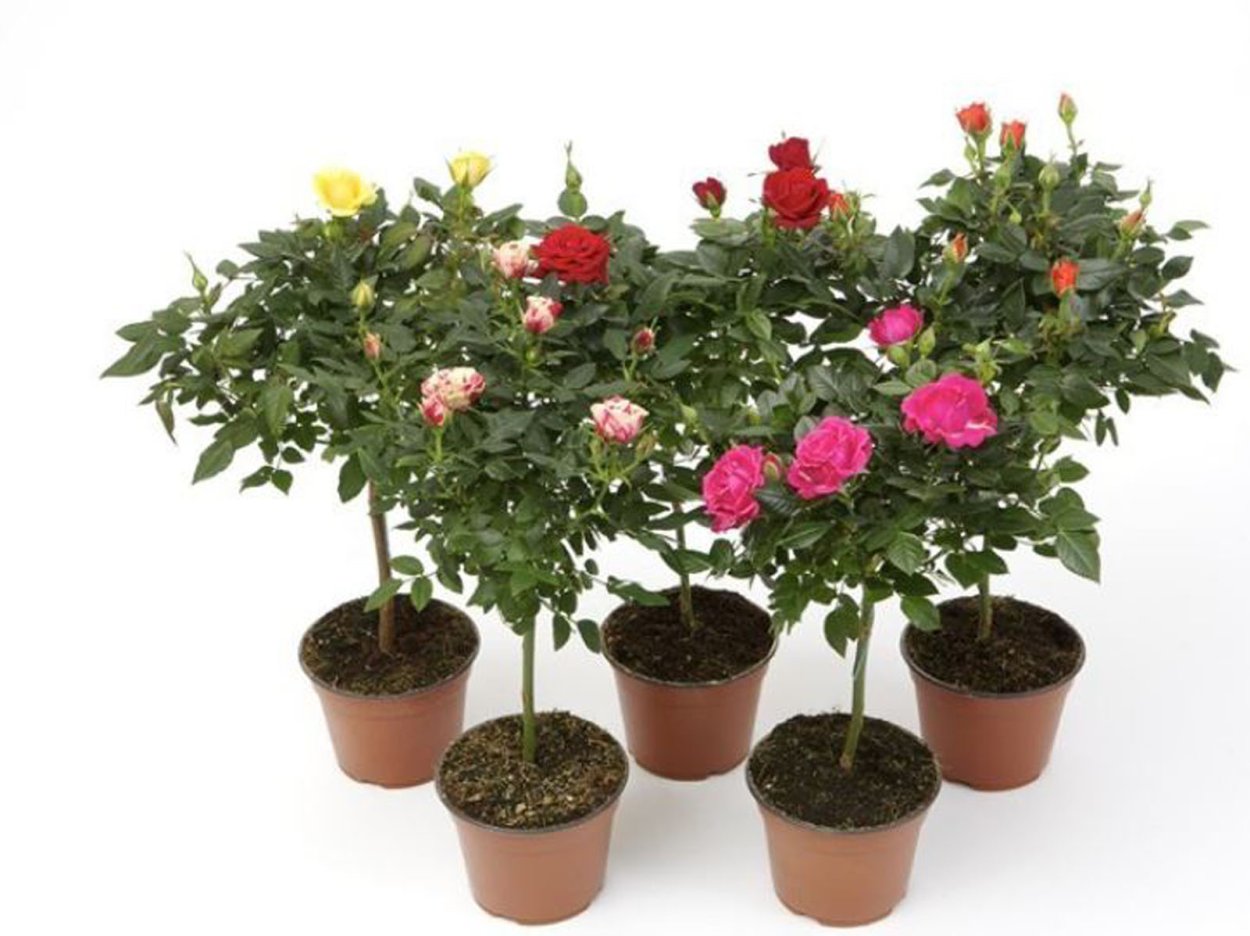 Штамбовая роза в горшке