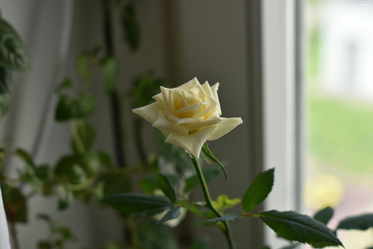 Роза комнатная белая