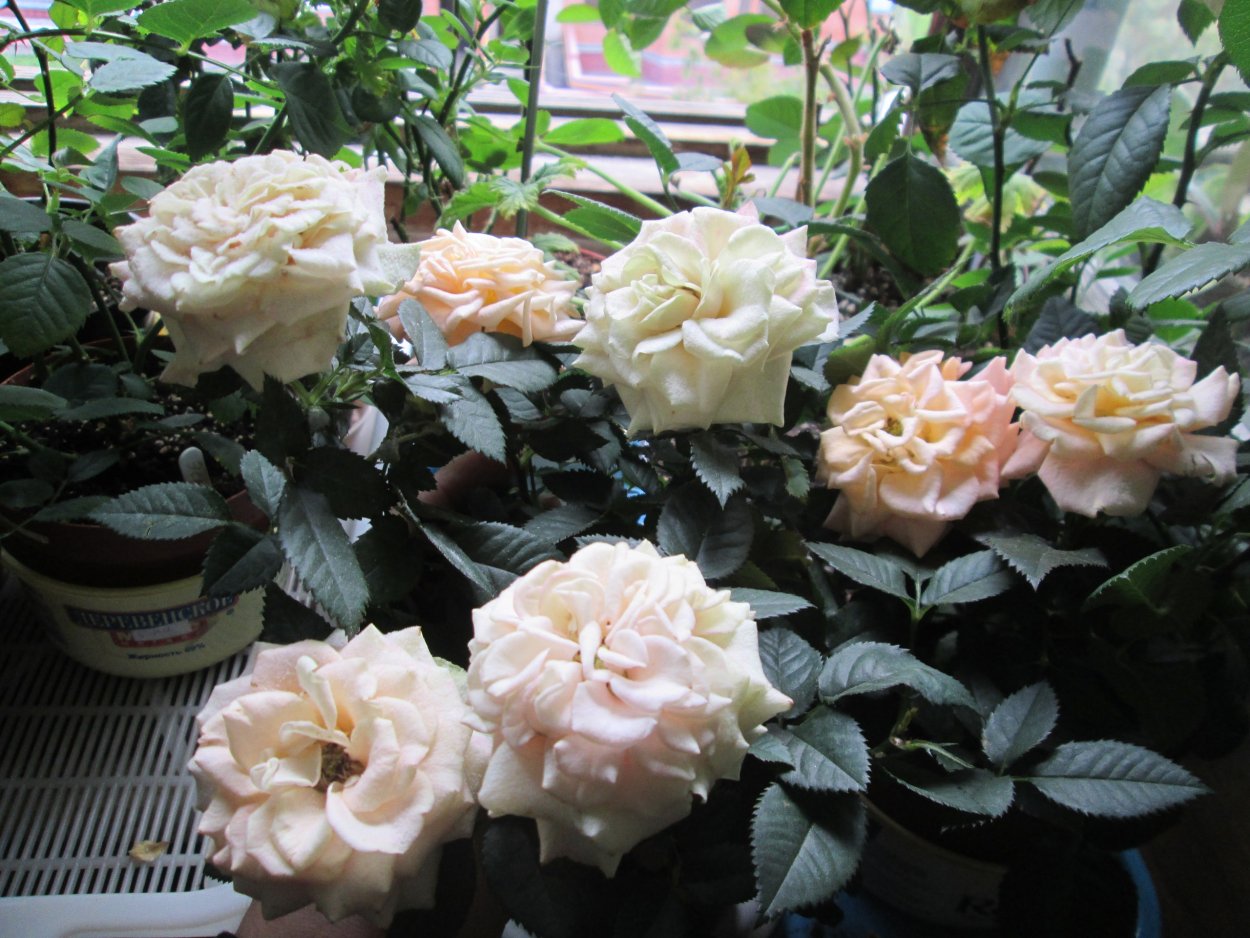 Патио роза бенгалка