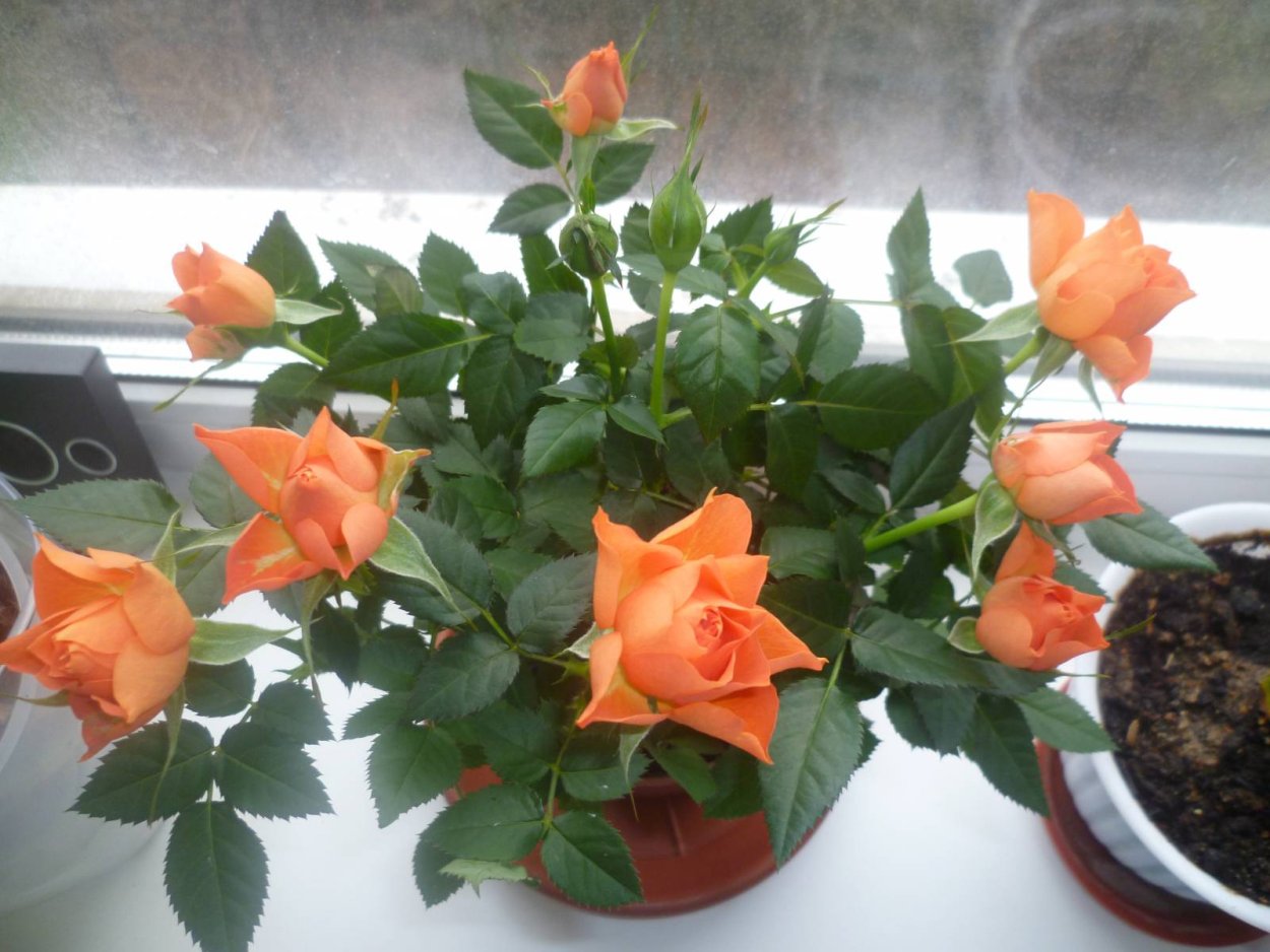 Комнатная роза Офелия