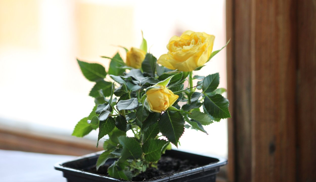 Чайная роза желтая комнатная