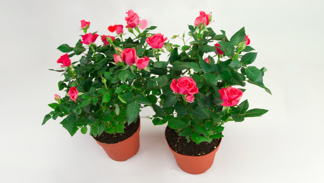 Роза комнатная мелколистная