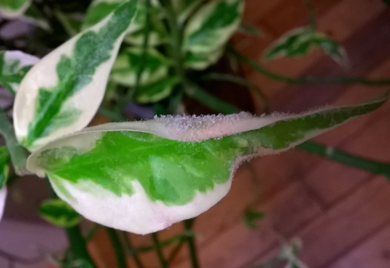 Педилантус белый